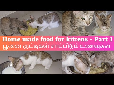 Home made food for kittens - Part 1 || பூனை குட்டிகள் சாப்பிடும் உணவுகள் 😺