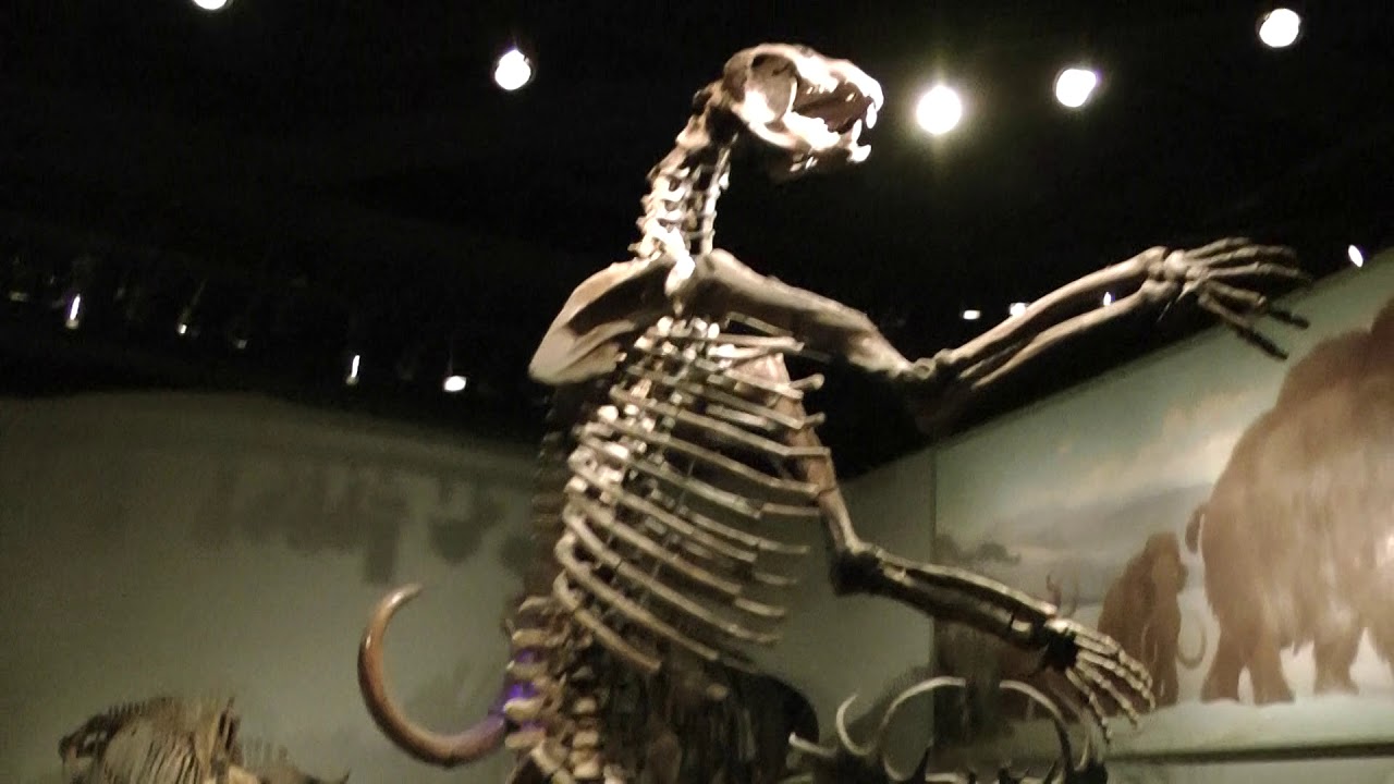 Prehistoric mammals - YouTube