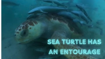 Sea Turtle Has His Own Entourage 🐢🐟 | CATERS CLIPS