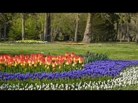 Видео: Ботаническа градина на Виктория (Botanical Garden) описание и снимки - Сейшели: Виктория