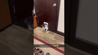 Sweet silly household cat-dog chaos 🐱🐶😂 #Shorts #Viral #Funny #Cute #Pets