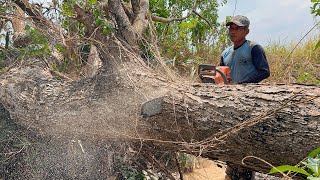 Fastest skill cutting tree…Husqvarna 395xp chainsaw.