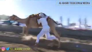 Sohar Falag Kabail Camel Race مركاض العرضة مدينة صحار عرضة الهجن والخيل مهرجان ولاية صحار ولاية صحم