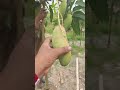 চ্যাংমাই আম গাছের চমক | বছরে একাধিকবার ফল দেয় | দ্রুত বৃদ্ধি ও লাভজনক আম চাষডিসক্রিপশন