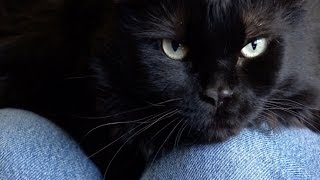Seniors with pets struggle to find places to live