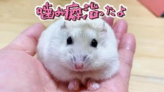 【ご報告】我が家のハムスター残り9匹の現在