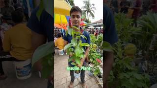 Insulin Plant at Sri Gobinda Nursery Galiff Street Market #medicalplants #insulin #garden #shorts