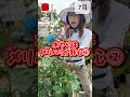 水やりはメリハリが肝心② #相原バラ園