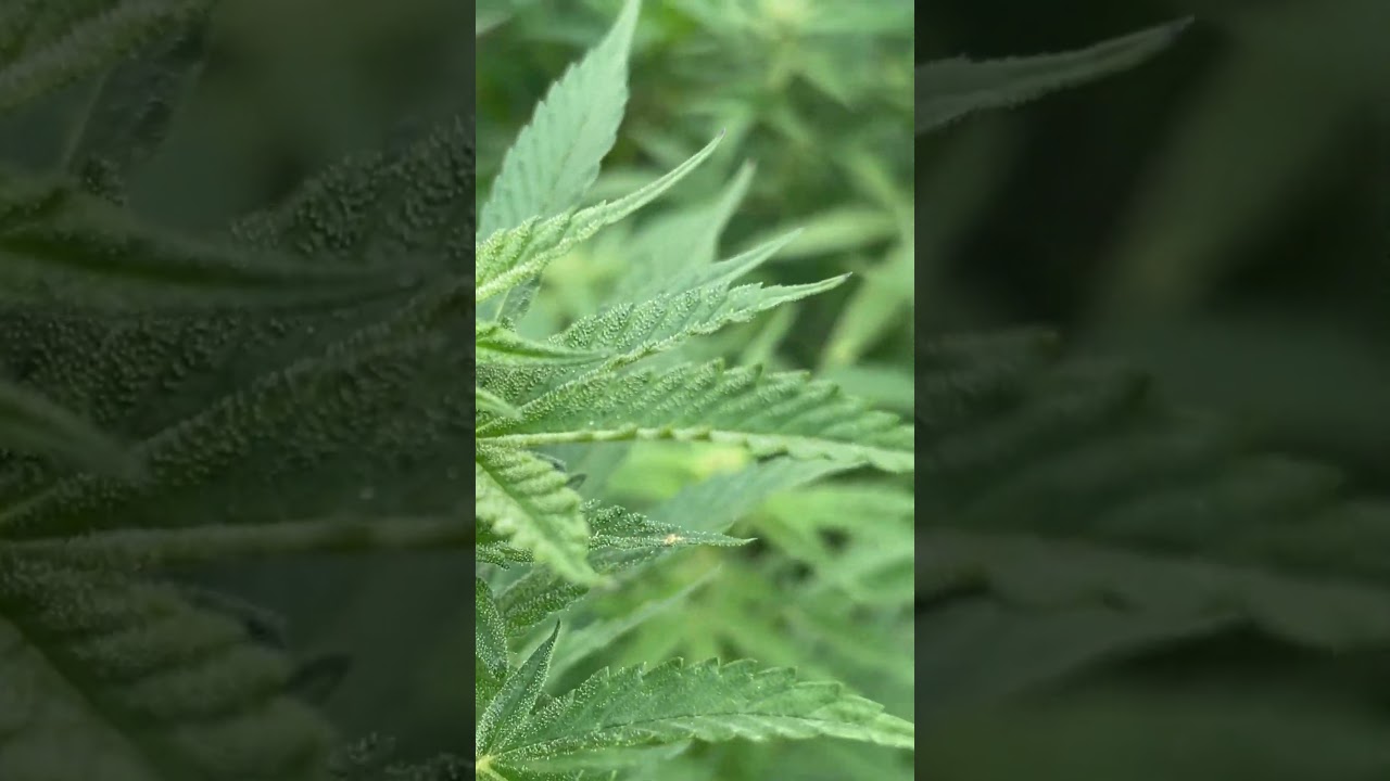 Godfather OG week 5 of flower 