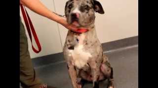 Stryker-Available At The Humane Society Of Missouri