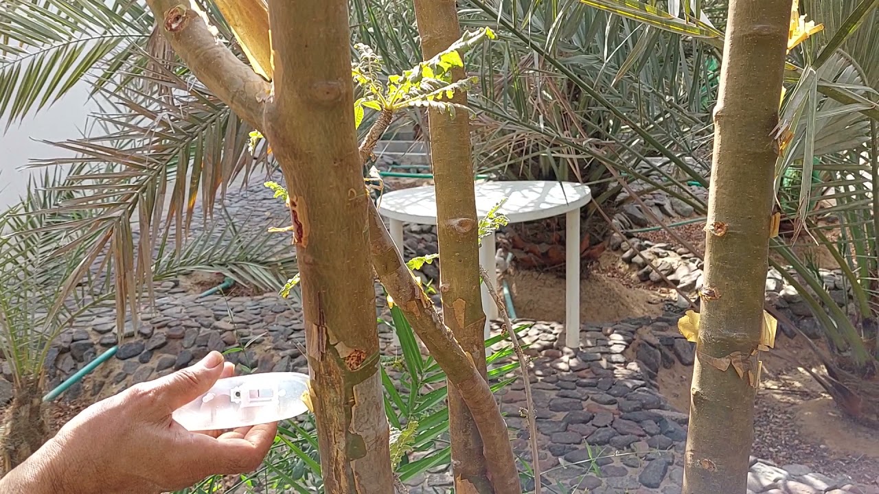 استخراج اللبان من الشجرة بعدنضجه رابياExtracting frankincense from the tree after it has ripened