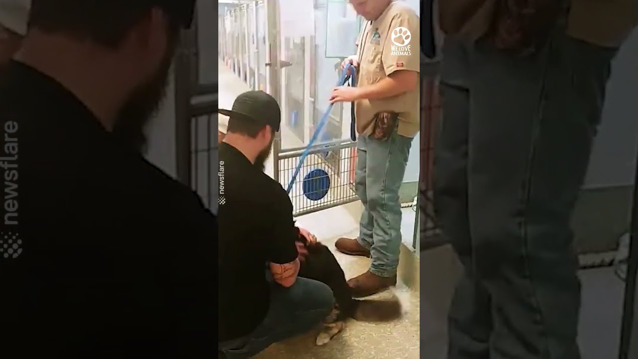 Lost Dog Realizes Owner Has Found Her 