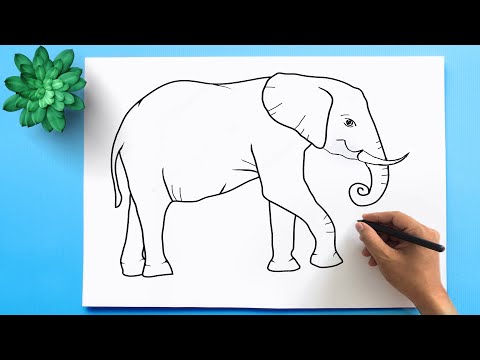 How to Draw an Elephant - Easy Step by Step Instructions