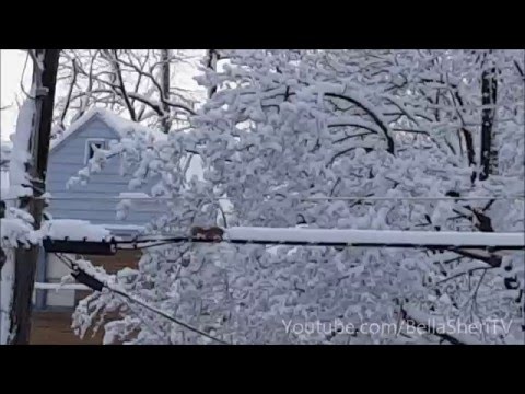 SERVICE DE DÉNEIGEMENT ÉCUREUIL À LOCATION... FONCTIONNERA POUR LES ARACHIDES !