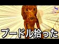 ガリガリな犬拾った【トイプードル】