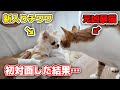 猫と子犬(チワワ)の初対面で猫が予想外過ぎる反応をしました