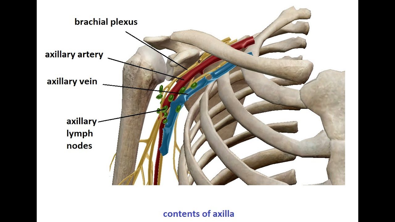 Axillary Lymph Nodes Anatomy Anatomical Charts Poster - vrogue.co