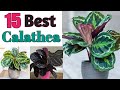 14 Best Calathea Plant Types | Calathea Plant Varieties List