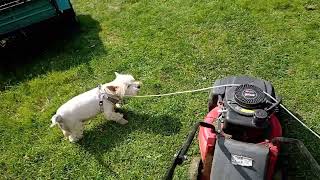 🐕🏡БЕЛАРУСКАЯ ДЕРЕВЕНЬКА НА САМОМ КРАЮ. Вестик Ника и Наглый Рыжий Кот. И Газонокосилка.