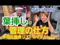 【多肉植物】葉挿しのやり方&管理の仕方‼️2020年8月7日