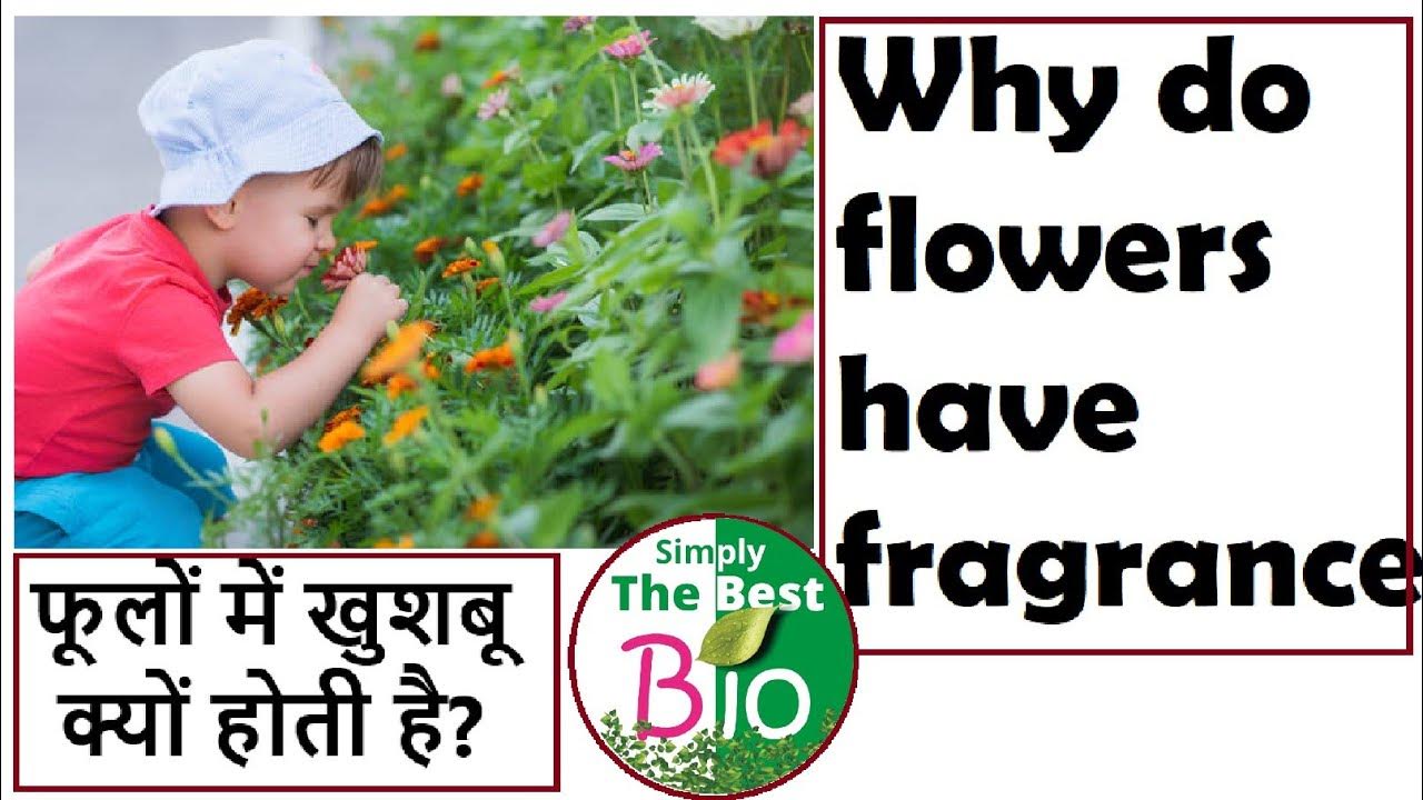फूलों में खुशबू क्यों होती है? Why do Flowers have smell? By Simply The