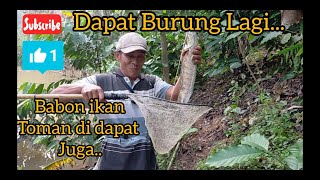 WOOWWW DAN TERJADI LAGIII... TAJUR BAUNG DIMAKAN BURUNG DAN TOMAN