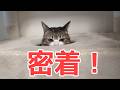 逃げた猫に密着してみました! vol.1552