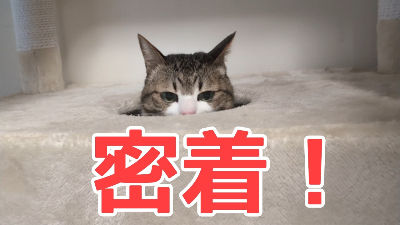逃げた猫に密着してみました！ vol.1552 - YouTube