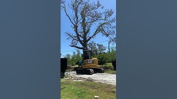 “POWER LINES” thread TREE fail