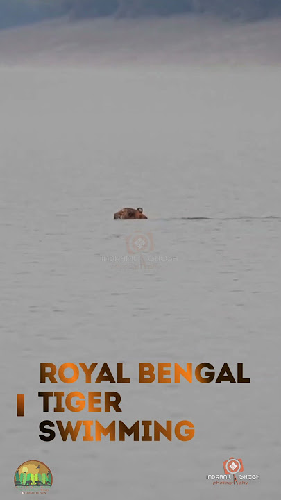 Captivating Rare Footage: Royal Bengal Tiger's Majestic Swim in the Sundarbans  | #short #trending