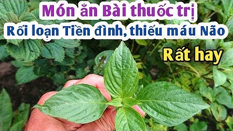 Món ăn bài thuốc trị Rối loạn tiền đình, thiếu máu Não Rất hay. PHAN HẢI Channel