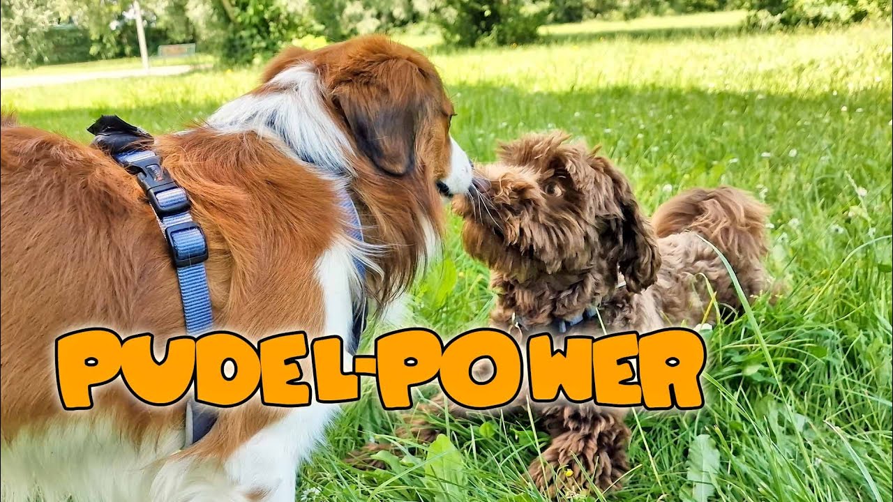 Pudel-Power