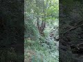 Звуковая терапия леса...