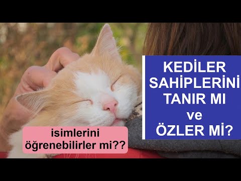 KEDİLER SAHİPLERİNİ TANIR MI ve ÖZLER Mİ? - İsimlerini Öğrenebilirler mi?