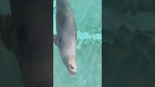 🦭Calf Seal🦭 #zoo #cute #animals #short