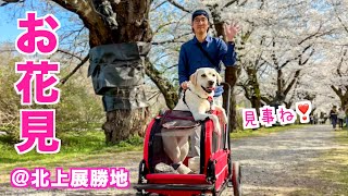【北上展勝地】お花見ドライブピクニックしてきたわ Labrador Mimi enjoys sakura in Kitakami Tenshochi park #341
