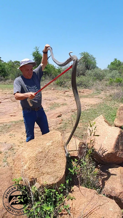 Big Black Mamba  #snake #venomous #africa #wildlife #animals