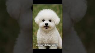Es El Bichon Maltes El Eterno Cachorro?