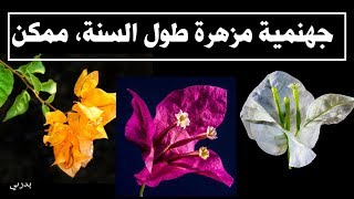 كيف تجعل زهور المجنونة تزهر عندك بغزاره طول الوقت. (Bougainvillea)