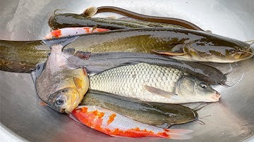 Kem Chanel bắt các con vật trốn trong quả bóng bay, cá chép khổng lồ, cá trê, cá nheo, con muỗi.