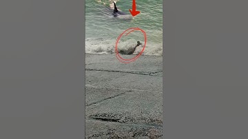 OMG! almost became a big fish meal 😱 #shorts