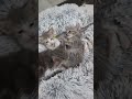 Ka'ani video