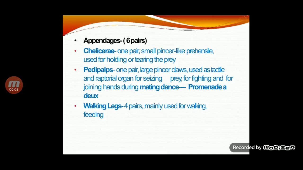 Scorpion Nervous system and sensory organs YouTube