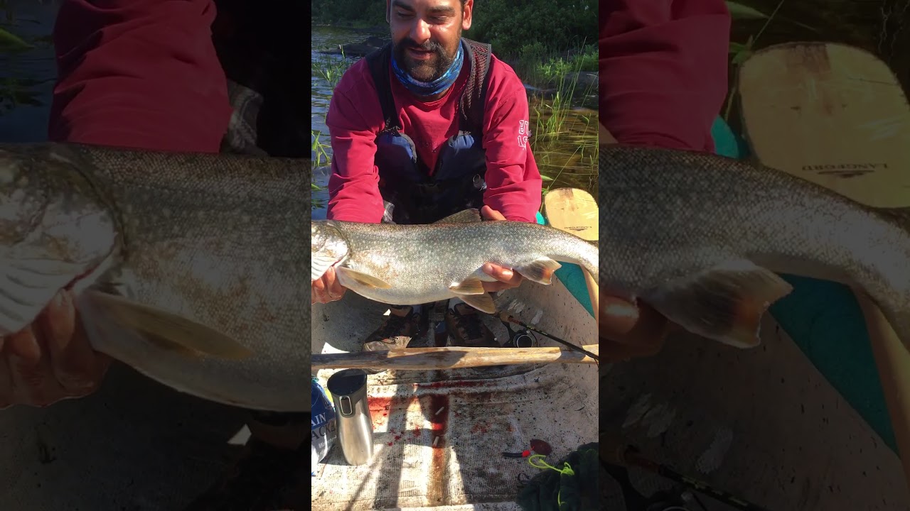 Lake Trout Algonquin Park Mystery Lake