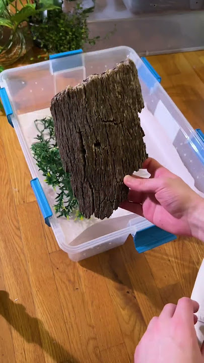 Setting up quarantine for snakes - 100% necessary