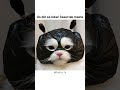 #cat #india #indianyoutuber #viralindia #hindishorts #trendingindia #kitten #facts #funny #kitten