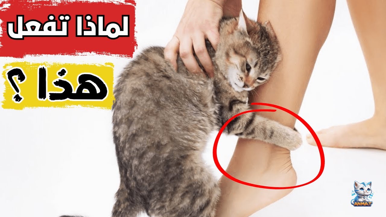 12 علامة تعتبرك قطتك أمها !🙀