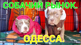 Собачий рынок Одесса. Разные породы собак. Продажа собак и кошек. Топ 5. Амбулли. Щенки. #зоотроп