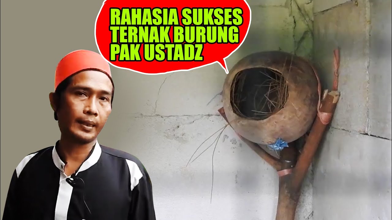 PAK USTADZ SANDI..PETERNAK KACER PRESTASI DARI GUNUNG BENTANG