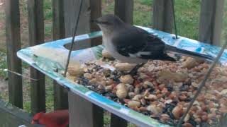 Tennessee State Bird The Mockingbird Tennessee State Mockingbird